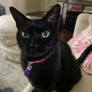 Meet Posher, Positive Preppy…